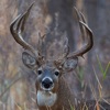 Ultimate Deer Calls